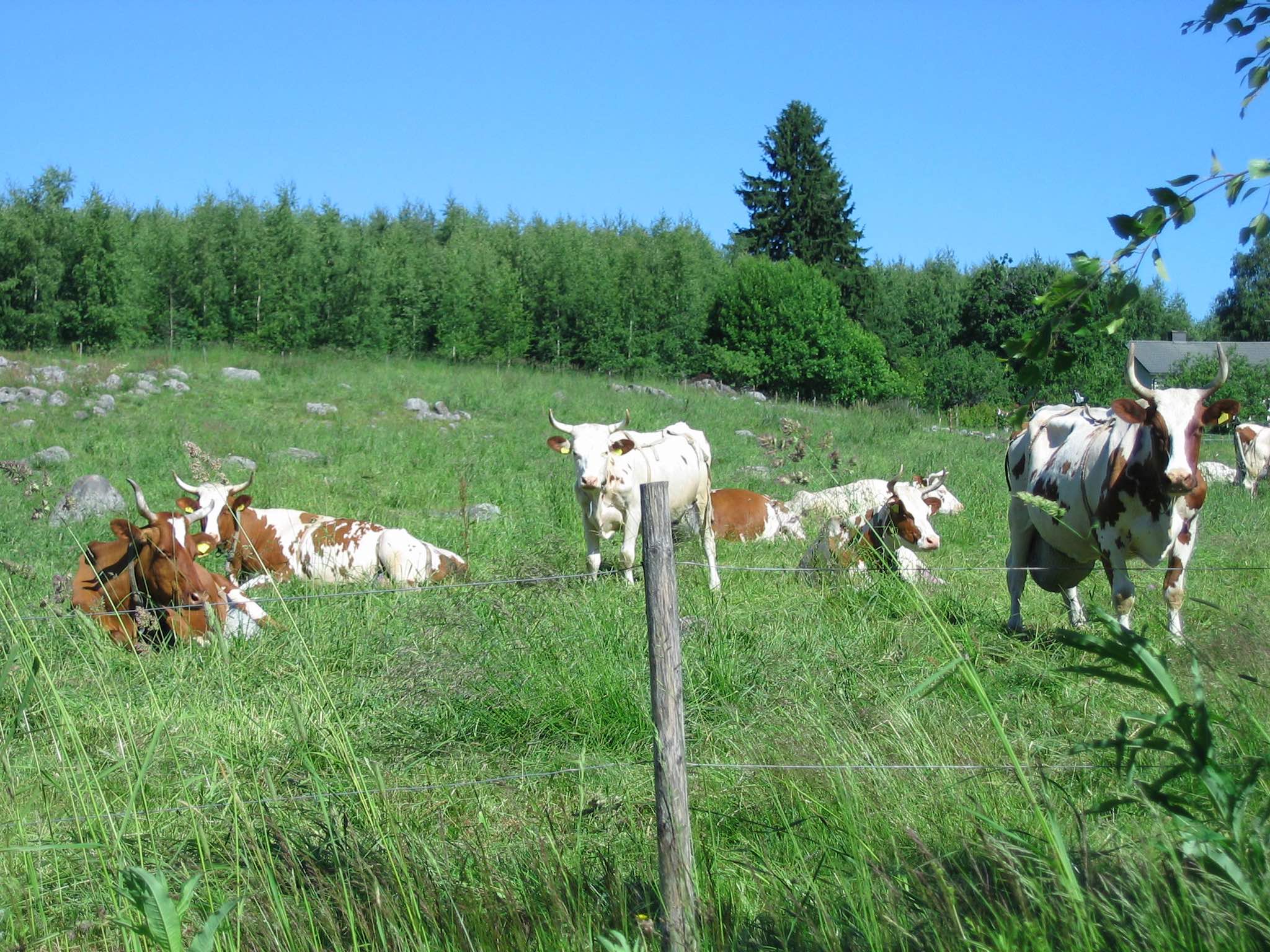 Troupeau de vaches à belles cornes qui nous regardent